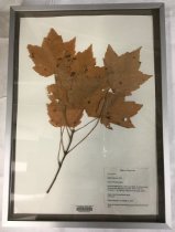 Red Maple Herbarium Specimen
